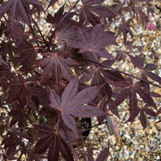 Acer palmatum 'Atropurpureum'