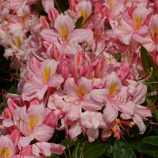 Deciduous Azalea Juniduft