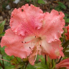 Evergreen Azalea General Wavell