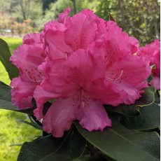 Rhododendron Caruso