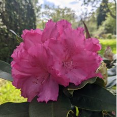 Rhododendron Caruso