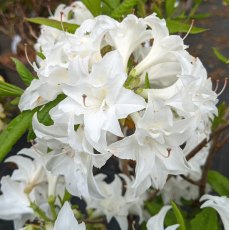 Deciduous Azalea Snow's Head