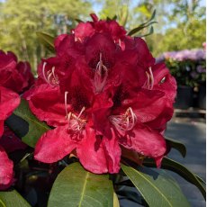 Rhododendron Karl Naue