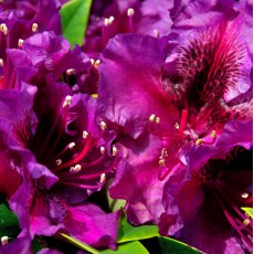 Rhododendron Black Pearl