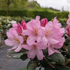 Rhododendron Paola