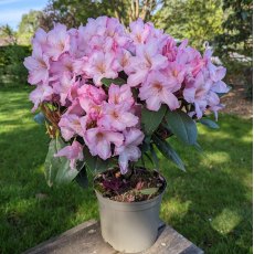 Rhododendron Paola