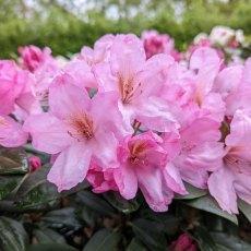 Rhododendron Paola