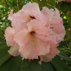 Rhododendron The Master