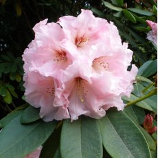 Rhododendron The Master
