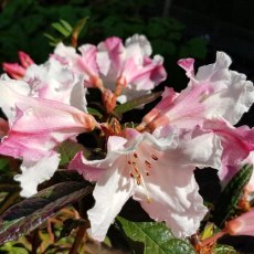 Rhododendron Actress