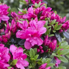 Evergreen Azalea Anne Frank