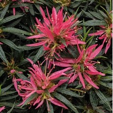 Evergreen Azalea 'Star Style' Pink