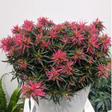 Evergreen Azalea 'Star Style' Pink