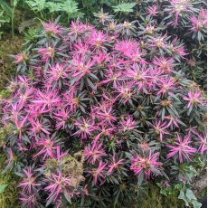 Evergreen Azalea Star Style Lilac