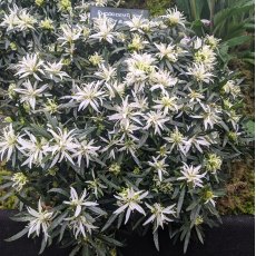 Evergreen Azalea 'Star Style' White