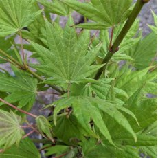 Acer shirasawanum 'Moonrise'