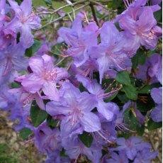 Rhododendron Russautinii