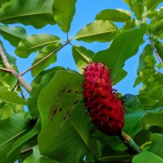 Magnolia obovata