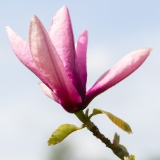 Magnolia Livingstone