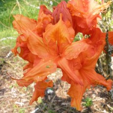 Deciduous Azalea Ginger