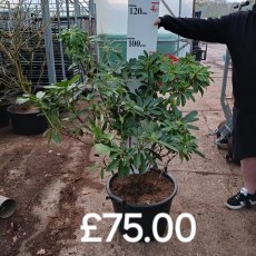 Rhododendron Mrs A .T. de la Mare  AGM - Open Ground Plant