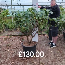 Rhododendron Mrs A .T. de la Mare  AGM - Open Ground Plant