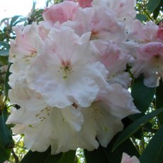 Rhododendron Loderi Pink Diamond  AGM (Second's)