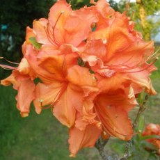 Deciduous Azalea Ginger