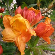 Deciduous Azalea Glowing Embers