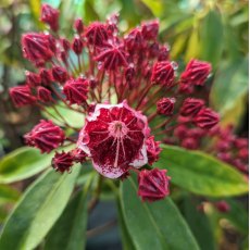 Kalmia latifolia 'Kaleidoscope'