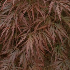 Acer palmatum dissectum 'Garnet'  AGM