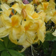 Deciduous Azalea Golden Sunset AGM