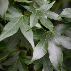 Liquidambar styraciflua 'Oakville HIghlight'