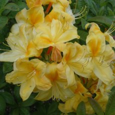 Deciduous Azalea Golden Sunset AGM