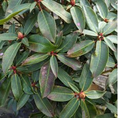 Rhododendron Halfdan Lem  AGM (Second's)