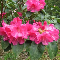 Rhododendron Hallelujah