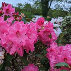 Rhododendron Hallelujah