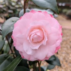 Camellia japonica 'Nuccio's Pearl'  AGM