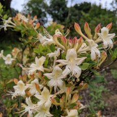 Deciduous Azalea viscosum 'Weston's Lemon Drop'