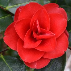 Camellia japonica 'Konronkoku' (Black Prince) AGM