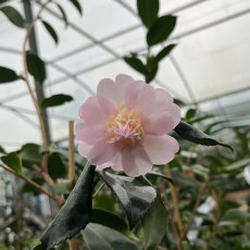 Camellia oleifera hyb 'Winter's Interlude'