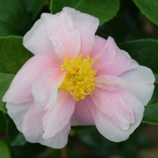 Camellia oleifera hyb 'Winter's Toughie'