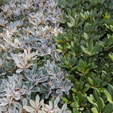 Compact Rhododendron Foliage Collection (4 x 3 litre plants)