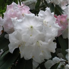 Rhododendron Loderi King George AGM 'Seconds'