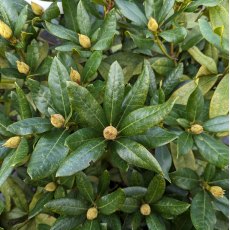 Rhododendron Cunningham's White (Second's) Rhododendron Cunningham's White (Second's)