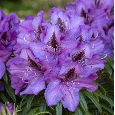 Rhododendron Blue Graziella INKARHO