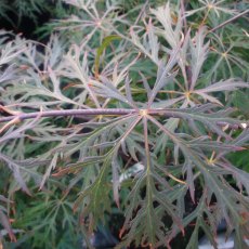 Acer palmatum dissectum 'Inaba-shidare'  AGM STANDARD