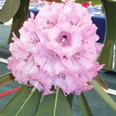 Rhododendron Colonel Rogers