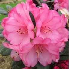 Rhododendron Wine and Roses STANDARD