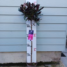 Rhododendron Wine and Roses STANDARD